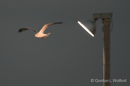 Drawn To The Light_34964.jpg - A gull attracted to a fishing light photographed along the Gulf coast in Indianola, Texas, USA.